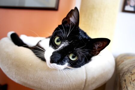 lovely black and white cat resting at homeの写真素材