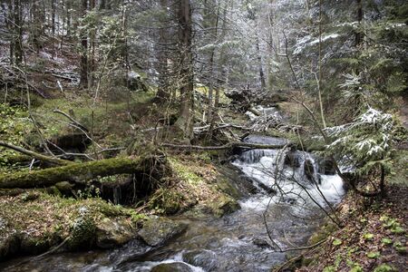 romantic scerery of stream in the forestの写真素材