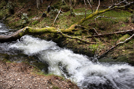 romantic scerery of stream in the forestの写真素材