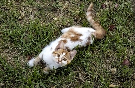 Little ginger, white and tabby kitten lying on the grassの写真素材