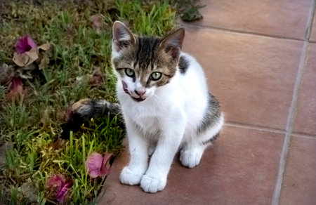 Little tabby and white kitten sitting on the grassの写真素材