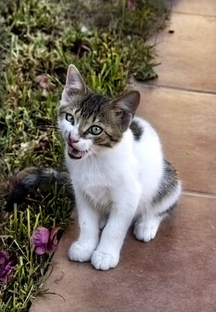 Little tabby and white kitten sitting on the grassの写真素材