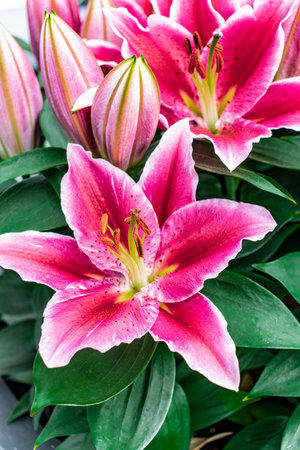 beautiful fresh pink and white orchid in the garden and green leaves in netherlandsの写真素材