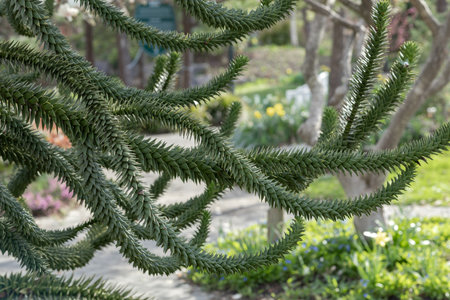 branches of the araucaria tree against the skyの写真素材