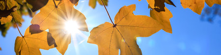 Universal  banner with autumn leaves for people of any professionの写真素材
