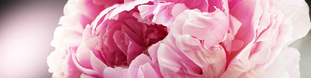 banner with macro photo of pink peony flower petalsの写真素材