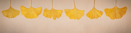 Universal  banner for people of creative professions with ginkgo leavesの写真素材