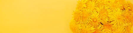 banner with a macro photo of a bouquet of yellow dandelions on a yellow backgroundの写真素材