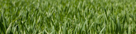 4x1 banner for social networks and websites. Green grass of a football field close-upの写真素材