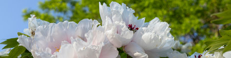 4x1 banner for social networks and websites. Close-up of large white peony flowerの写真素材