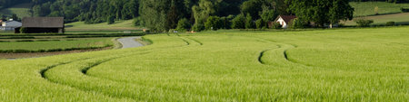 4x1 banner for social networks and websites. Green rye field, forest, rural road, farmhouses and buildingsの写真素材