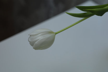 bowed tulip buds in a bouquet on the tableの写真素材