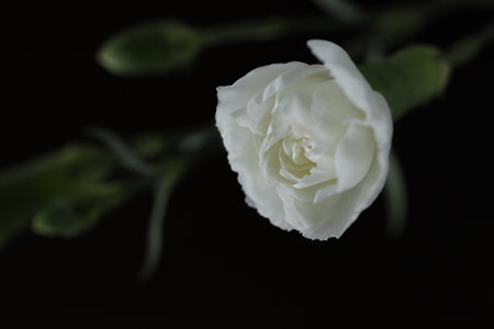 White rose from a bouquet in a crooked planの写真素材