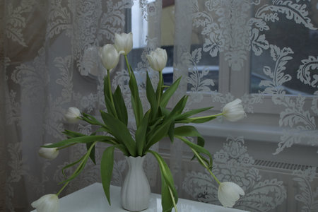 bouquet of white tulips in a vase on the table by the windowの写真素材