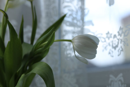 bowed tulip buds in a bouquet on the tableの写真素材