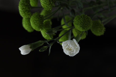 two small white roses adorn a bouquet of green chrysanthemumsの写真素材