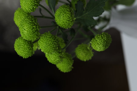 bouquet of green chrysanthemums on a black backgroundの写真素材