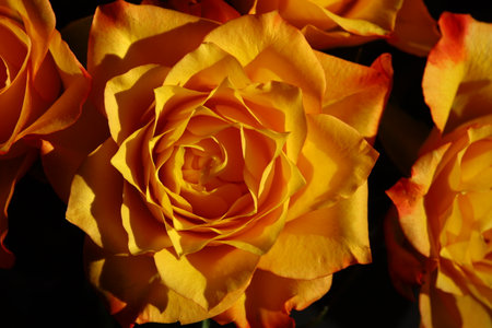beautiful bouquet of orange roses with delicate petalsの写真素材