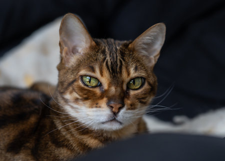 Muzzle of brown striped Bengal cat clearly detailの写真素材