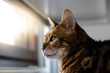 Brown striped Bengal cat looks thoughtfully awayの写真素材