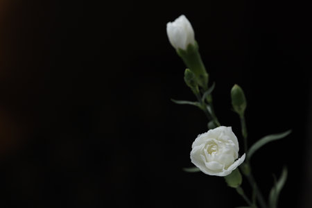 Two small white roses on a black backgroundの写真素材