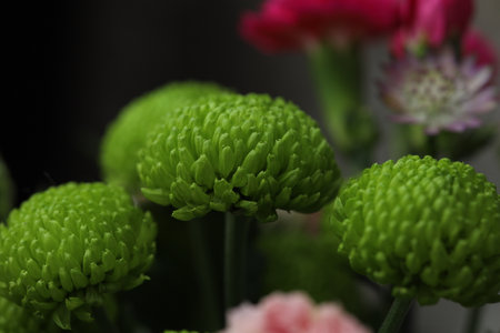 bouquet of colorful chrysanthemumsの写真素材