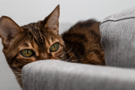 Brown striped Bengal cat looks thoughtfullyの写真素材