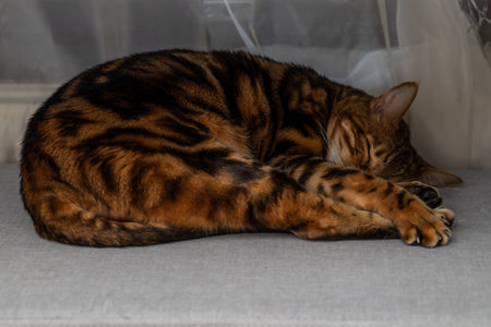Brown striped Bengal cat sleeps curled upの写真素材