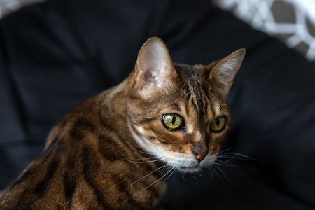 Muzzle of brown striped Bengal cat clearly detailの写真素材