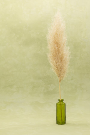 bouquet of flowers dried in a vase on an olive background in boho styleの写真素材
