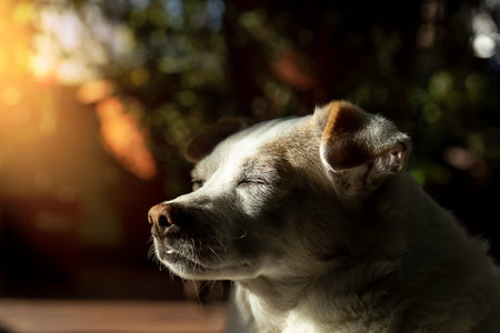 Beautiful little dog in thoughtfulness at the dawn sunの写真素材