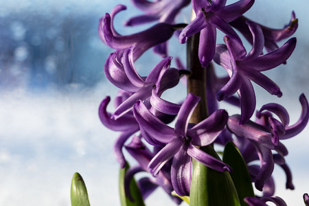 purple lilac hyacinth flower close up with bokehの写真素材