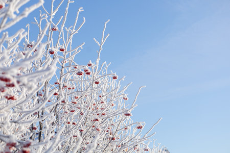 Covered with frost branches of a rowan bush with red berries against the background of a blue winter skyの写真素材