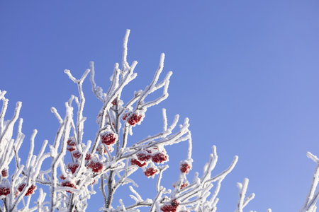Covered with frost branches of a rowan bush with red berries against the background of a blue winter skyの写真素材