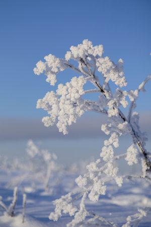 Frost-covered branch of a lonely weed in a winter snowy fieldの写真素材