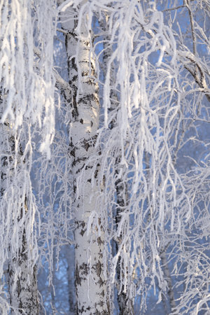 Frost-covered birch branches on a clear frosty sunny dayの写真素材
