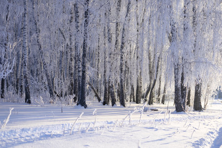 Frost-covered birch trees in a winter forest on a clear frosty dayの写真素材