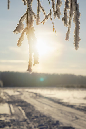 Birch branches hanging down covered with frost against the background of a snowy field and a winter roadの写真素材