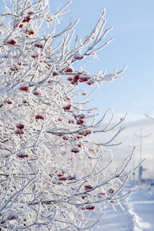 Covered with frost branches of a rowan bush with red berries against the background of a blue winter skyの写真素材
