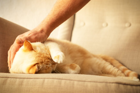 fat beautiful red and white happy cat enjoying lifeの写真素材