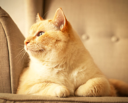 fat beautiful red and white happy cat enjoying lifeの写真素材