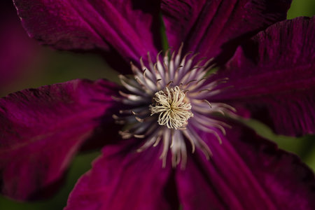 Close-up of a large clematis flowerの写真素材
