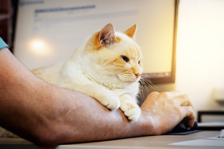 thick beautiful red and white happy cat resting on the owner's handの写真素材