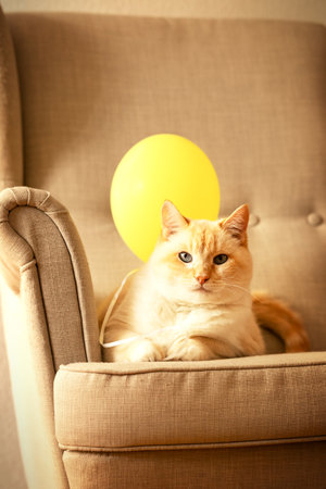 fat beautiful red and white cat playing with a yellow balloonの写真素材