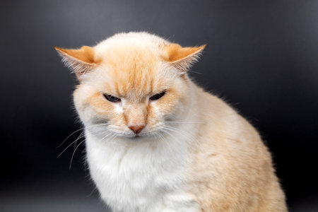 white red sick cat with lowered sore earsの写真素材