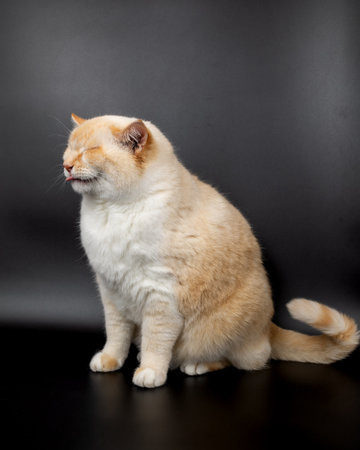 white red sick cat with lowered sore earsの写真素材