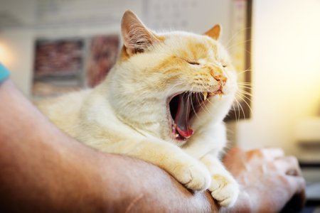 thick beautiful red and white happy cat resting on the owner's hand and yawnsの写真素材