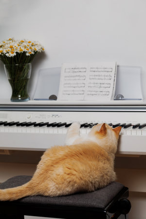 A fat serious cat lies on a bench and does not want to play the pianoの写真素材