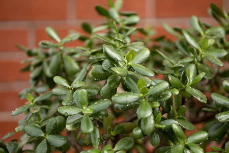a huge crassula flower in a pot against the background of a brick wallの写真素材