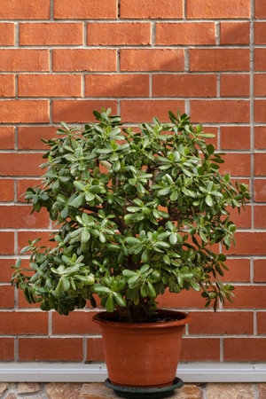 a huge crassula flower in a pot against the background of a brick wallの写真素材